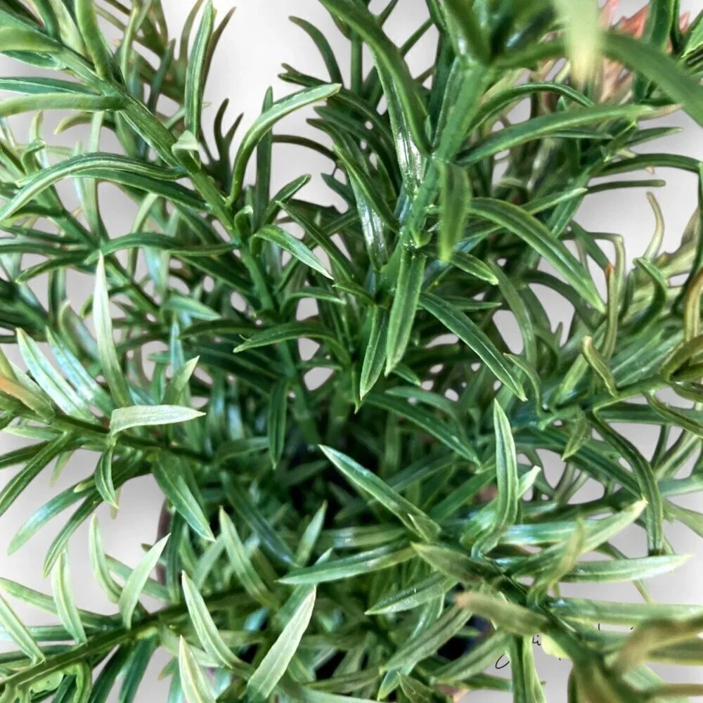 Small Pine Leaf Potted Arrangement - Threshold Studio McGee, Target 2022